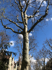Platanus