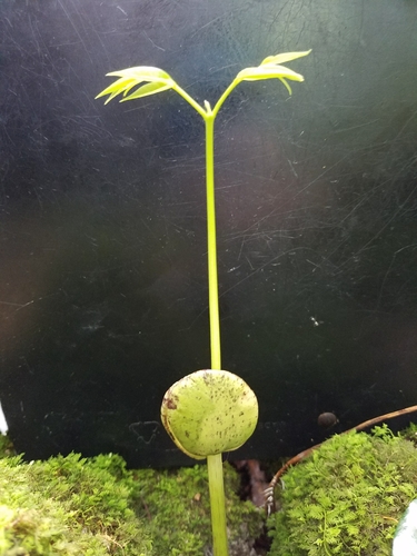 Intsia bijuga