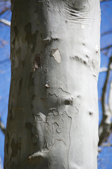 Platanus