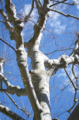 Platanus