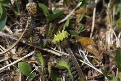 Leptinella squalida squalida