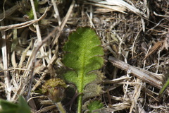 Leptinella squalida squalida