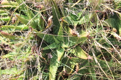 Aloe greatheadii davyana