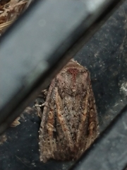 Ichneutica agorastis