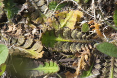 Leptinella squalida squalida