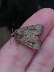 Ichneutica agorastis