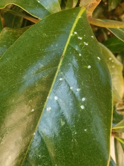 Pseudaulacaspis cockerelli