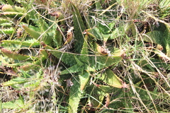 Aloe greatheadii davyana