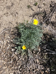 Eschscholzia californica