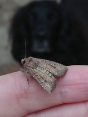 Ichneutica agorastis