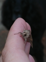 Ichneutica agorastis