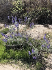 Lupinus albifrons