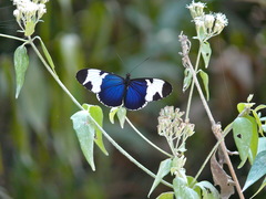 Heliconius sapho leuce