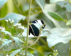 Heliconius sapho leuce