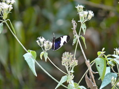 Heliconius sapho leuce