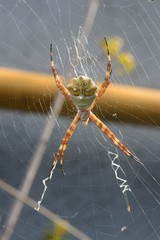 Argiope argentata