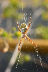 Argiope argentata