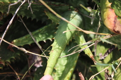 Aloe greatheadii davyana