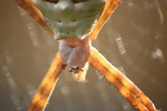 Argiope argentata