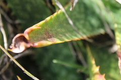 Aloe greatheadii davyana