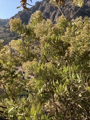 Spinoliva ilicifolia