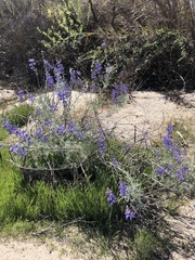 Lupinus albifrons