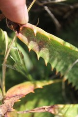 Aloe greatheadii davyana