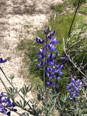 Lupinus albifrons
