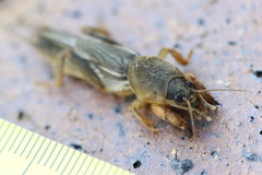 Gryllotalpa monanka