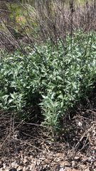 Artemisia douglasiana