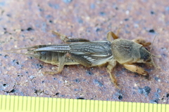 Gryllotalpa monanka
