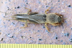 Gryllotalpa monanka