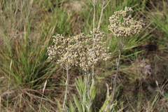Helichrysum nudifolium