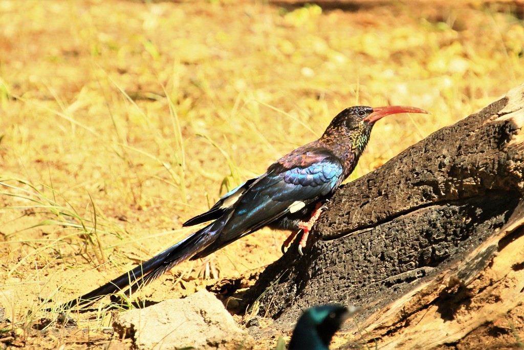 Violet Woodhoopoe photo