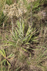Helichrysum nudifolium
