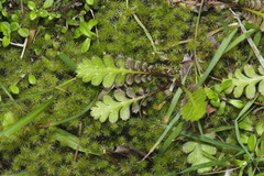 Leptinella