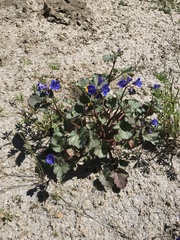 Phacelia campanularia