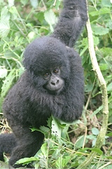 Gorilla beringei beringei