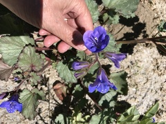 Phacelia campanularia