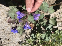 Phacelia campanularia