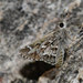 Atrytonopsis cestus - Photo (c) Ken Kertell, algunos derechos reservados (CC BY-NC), uploaded by Ken Kertell