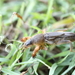 Dark Night Mole Cricket - Photo no rights reserved, uploaded by Richard Fuller