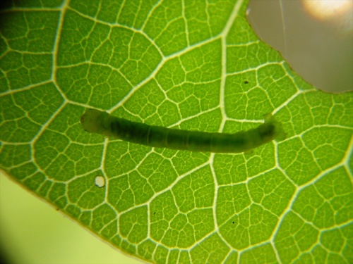 Kawakawa looper photo 6