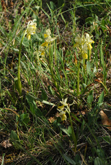 Orchis pauciflora