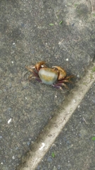 Nanhaipotamon formosanum