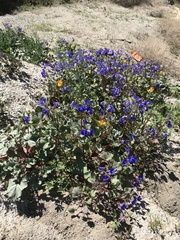 Phacelia campanularia