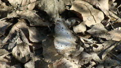 Anartia jatrophae