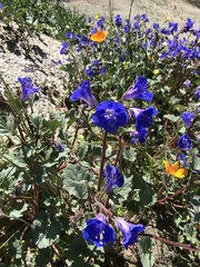 Phacelia campanularia