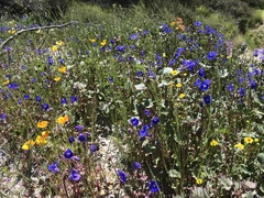 Phacelia campanularia