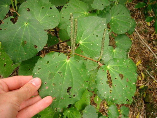 Kawakawa looper photo 5